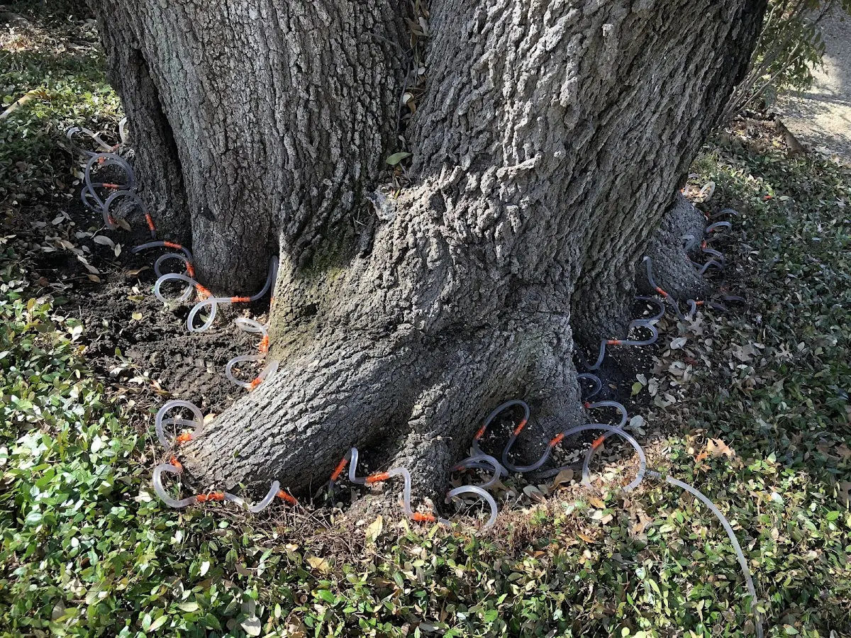 Detailed Tree Cabling and Bracing job site in Orchard